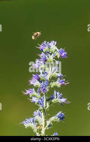 Un'ape (Bombus pascuorum) si libra a mezz'aria vicino ai fiori di Echium vulgare in fiore. Foto Stock