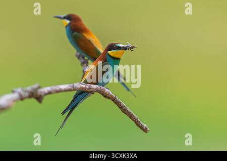 Mangiatore di api europeo (Merops apiaster) arroccato con insetto nel becco accanto a un altro uccello. Foto Stock