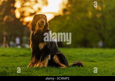 Cane Hovie nero e dorato nel parco al tramonto Foto Stock