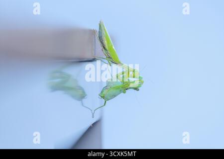 mantis cannibalistico che prega uccide e mangia un'altra mantis su un tavolo da giardino fuori da una casa urbana. Comportamento cannibale negli insetti. Foto Stock