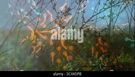 Fusione di gambi di erba secca con sovrapposizione del circuito al neon in prato sfocato, fusione tecnologica Foto Stock