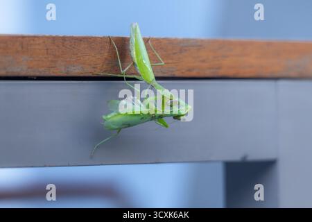 mantis cannibalistico che prega uccide e mangia un'altra mantis su un tavolo da giardino fuori da una casa urbana. Comportamento cannibale negli insetti. Foto Stock