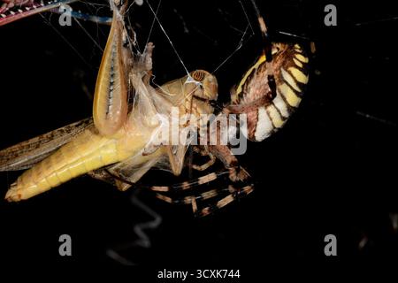 Il Golden Orb-Weaver Spider (Argiope) avvolge una grande cavalletta gialla catturata nella sua ragnatela su uno sfondo nero. Un momento di caccia nel wi Foto Stock