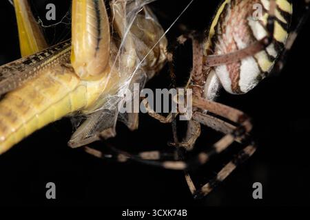 Il Golden Orb-Weaver Spider (Argiope) avvolge una grande cavalletta gialla catturata nella sua ragnatela su uno sfondo nero. Un momento di caccia nel wi Foto Stock