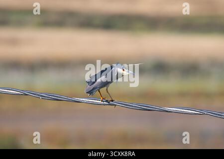 Night Heron (Nycticorax nycticorax) appollaiato su un filo metallico, sorvegliando i suoi dintorni. Fauna selvatica e vita nelle zone umide sullo sfondo di canne torbide e lontane Foto Stock