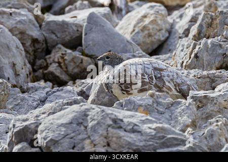 Ptarmigan di roccia (Lagopus muta) femmina primo piano su pendii rocciosi delle alpi, Baviera, Germania Foto Stock