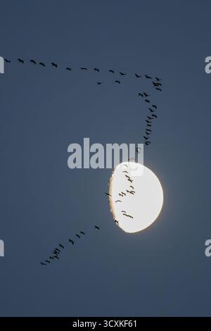 Gru comune (Grus grus) grande gregge che vola di fronte alla luna al crepuscolo, Assia, Germania Foto Stock