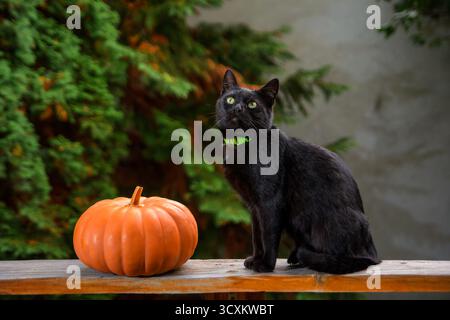 divertente gatto nero e zucca arancione su una tavola di legno di una terrazza all'aperto. animale domestico con occhi verdi che sembrano sciocchi. giardino rurale nel bac sfocato Foto Stock