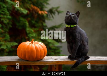 curioso gatto nero e zucca arancione su una tavola di legno di una terrazza esterna. animale domestico con occhi verdi che guardano in alto. giardino rurale nel retro sfocato Foto Stock