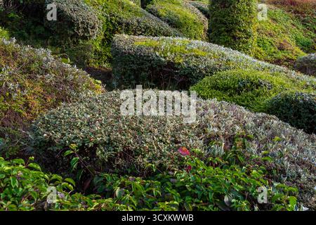 Topiary a Heeley Retail Park, Sheffield Foto Stock