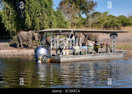 I turisti in barca safari osservano gli elefanti africani (Loxodonta africana) sul fiume Chobe, nel Parco Nazionale del Chobe, in Botswana Africa Foto Stock
