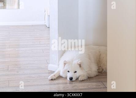 Il cane samoiato giace su un pavimento di legno in un accogliente interno di casa. Soffice razza spitz bianca, tranquillo animale domestico, rilassante al chiuso, stile di vita tranquillo, famiglia amorevole, compr Foto Stock