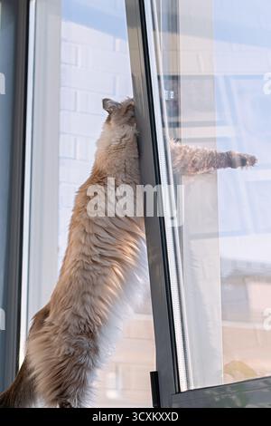 Il gatto in maschera Neva si stende sulle zampe posteriori e si allunga fino alla finestra sul balcone. Soffice razza a pelo lungo, animaletto giocoso e curioso, stile di vita domestico, indoor a Foto Stock