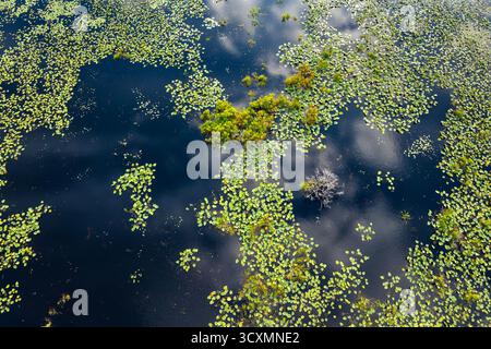 Natura della Florida. Vegetazione lacustre umida con piante acquatiche di ninfee Foto Stock