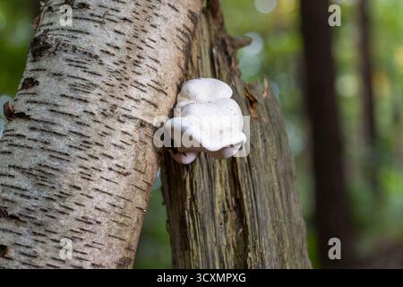 Grande fungo bianco che cresce su un albero rotto in un bosco. Foto Stock