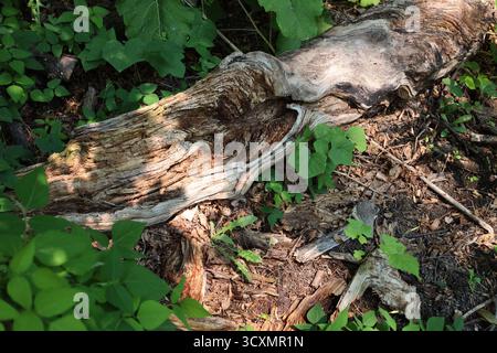 alberi caduti in decomposizione, in decomposizione, trucioli di legno sotto il sole estivo sparso su una fitta foresta boreale verde (primo piano, macro) Foto Stock