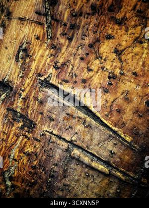 Primo piano di corteccia degli alberi ruvida e resistente agli agenti atmosferici con crepe visibili e motivi naturali nei toni della terra Foto Stock