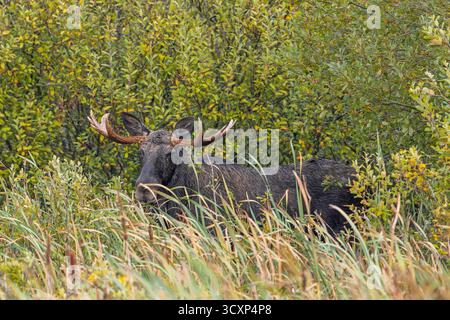 Alce/alci (Alces alces) toro/maschio che si nutrono di foglie di salice nelle paludi in autunno/autunno, Svezia, Scandinavia Foto Stock
