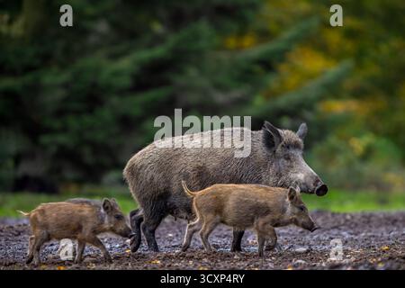 Il cinghiale (Sus scrofa) semina foraggio con due novellame nella foresta di abeti rossi in autunno/autunno Foto Stock