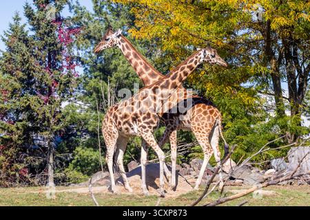 La Rothschild giraffe (Giraffa camelopardalis rothschildi) Foto Stock
