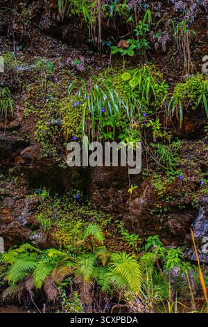 muschio verde con piante nel mezzo della foresta in Guatemala Foto Stock