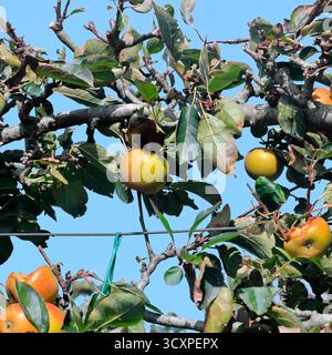 Mele - circa metà mangiate maturano su un albero, Cowbridge Physic Garden, Galles del Sud, Regno Unito. Presa ottobre 2025. autunno Foto Stock