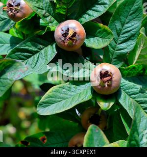 Medagliere non blettate (crataegus germanica) maturazione su un albero, Cardiff, Galles del Sud, Regno Unito. Presa ottobre 2025 Foto Stock