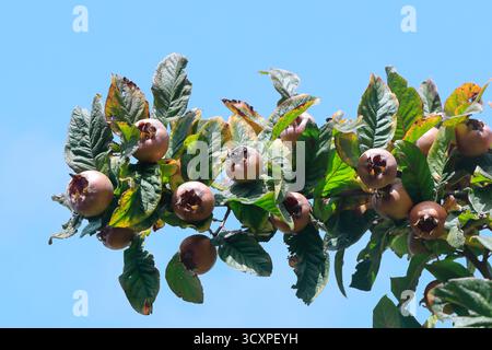 Medagliere non blettate (Crataegus germanica) maturazione su un albero, Cardiff, Galles del Sud, Regno Unito. Presa ottobre 2025 Foto Stock