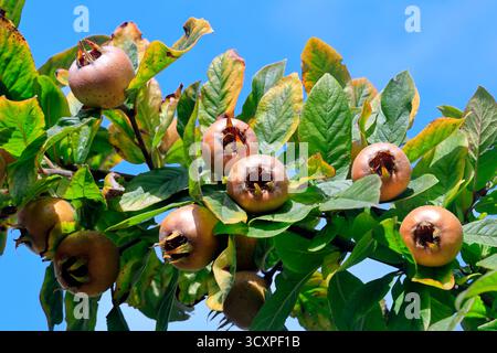 Medagliere non blettate (crataegus germanica) maturazione su un albero, Cardiff, Galles del Sud, Regno Unito. Presa ottobre 2025 Foto Stock