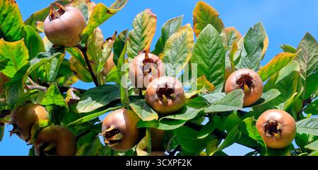 Medagliere non blettate (crataegus germanica) maturazione su un albero, Cardiff, Galles del Sud, Regno Unito. Presa ottobre 2025 Foto Stock