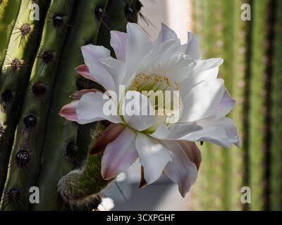 Vista ravvicinata del fiorente fiore di leucostele terscheckii, noto anche come cactus cardon grande o saguaro argentino, che cresce su uno stelo piccante Foto Stock