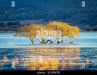 Un boschetto di salici piangenti ai margini della diga di Khancoban in una valle delle Snowy Mountains all'ora d'oro del tramonto nell'alta regione Australiana. Foto Stock