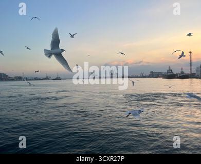 Gabbiani che volano sul mare al tramonto con una luce dorata che si riflette sull'acqua. Foto Stock
