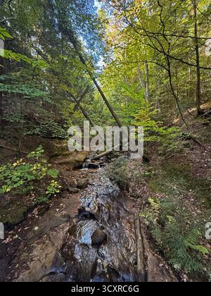 La luce del sole scorre attraverso gli alberi sul Wagner Creek, che scorre attraverso una foresta, in autunno, a Munising, Michigan, Stati Uniti Foto Stock