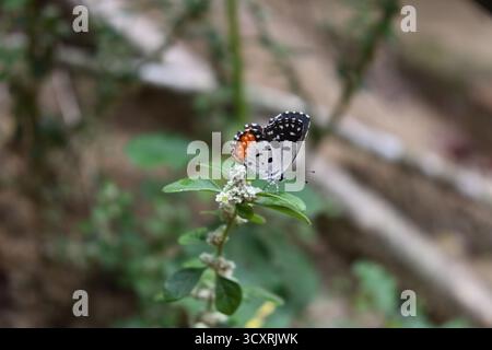 Vista laterale ventrale ravvicinata di una farfalla Pierrot rossa arroccata sulla cima di una foglia su un ramoscello di Knotgrass in fiore (Ouret lanata) Foto Stock