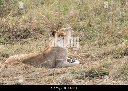 Giovane leone o leonessa sbadigliare mentre riposa in erba secca nella riserva nazionale Maasai Mara in Kenya Foto Stock