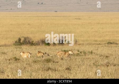 Tre leonesse (Panthera leo) che si muovono attraverso l'alta erba dorata della savana nella riserva nazionale di Maasai Mara in Kenya Foto Stock