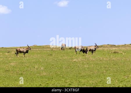 Un piccolo gruppo di Eland comuni (Taurotragus oryx) pascolano su una collina erbosa nella savana africana Foto Stock