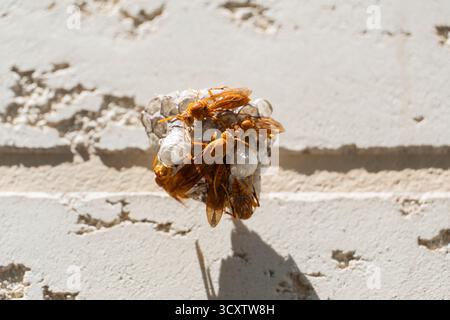 Un primo piano di vespe arancioni che tendono al nido di carta su una parete intemprata, mostrando un intricato comportamento degli insetti e una struttura nidificante in na Foto Stock