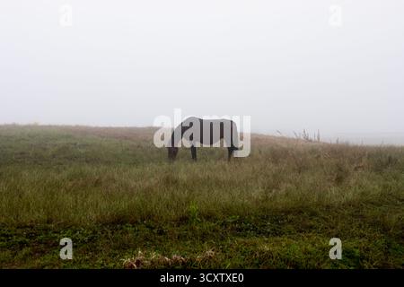 Sentiero costiero di Cape Seopjikoji, Isola di Jeju Foto Stock