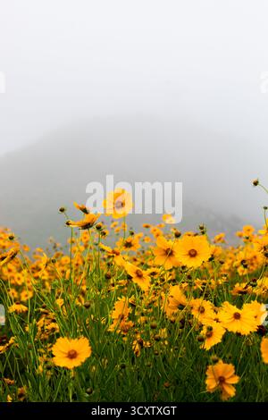 Sentiero costiero di Cape Seopjikoji, Isola di Jeju Foto Stock