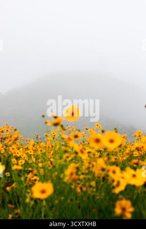 Sentiero costiero di Cape Seopjikoji, Isola di Jeju Foto Stock