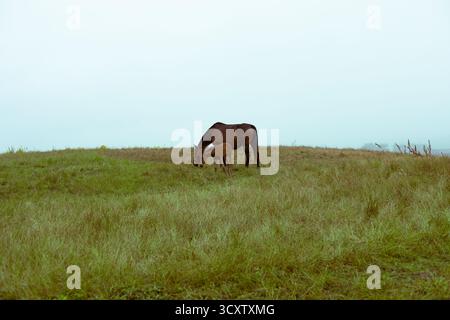 Sentiero costiero di Cape Seopjikoji, Isola di Jeju Foto Stock