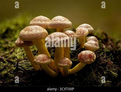 Sulphur Tuft Clump su Forest Floor Foto Stock