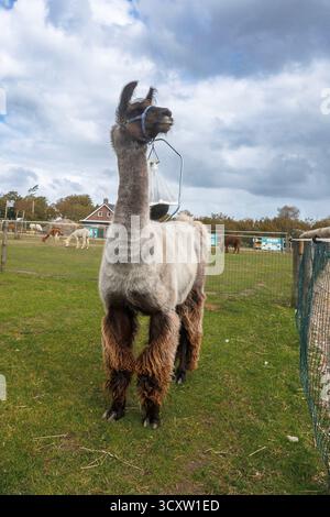 Stallone lama (Lama glama) su un prato vicino a Domburg, Walcheren, Zelanda, Paesi Bassi. Alpaca Hof Zeelandia ad Aagtekerke vicino a Domburg si occupa di sic Foto Stock