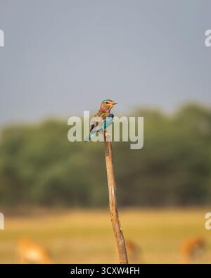 Uccello arrabbiato rullo indiano Coracias benghalensis primo piano contatto visivo appollaiato su ramo stagione invernale migrazione tal chhapar blackbuck sanctuaryindia Foto Stock