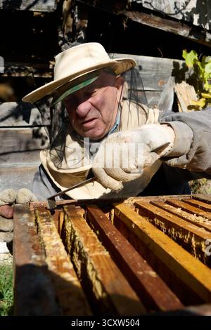 Apicoltore che ispeziona la struttura a nido d'ape, utilizzando uno strumento alveare in una tuta per api, lavori di apicoltura di sicurezza e raccolta di miele nell'apiario nella zona rurale Foto Stock
