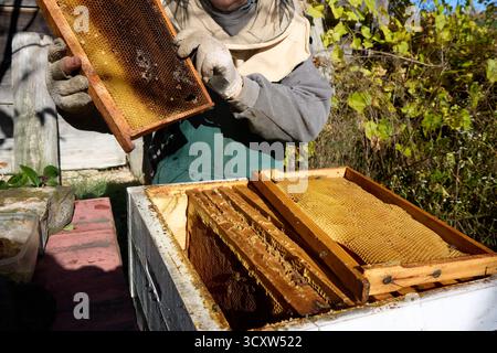 L'apicoltore ispeziona il telaio a nido d'ape presso l'apiario. L'apicoltore che indossa una tuta protettiva tiene la cornice piena di miele con i guanti. Foto Stock