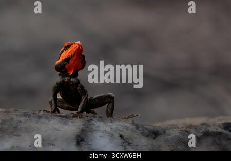 Una lucertola vibrante con una testa arancione ardente e un corpo dai toni scuri si aprono alermente su una roccia illuminata dal sole, la sua postura dinamica ed espressiva. Foto Stock