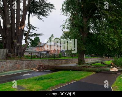 Albero caduto da Storm Floris, Inverness, agosto 2025 Foto Stock